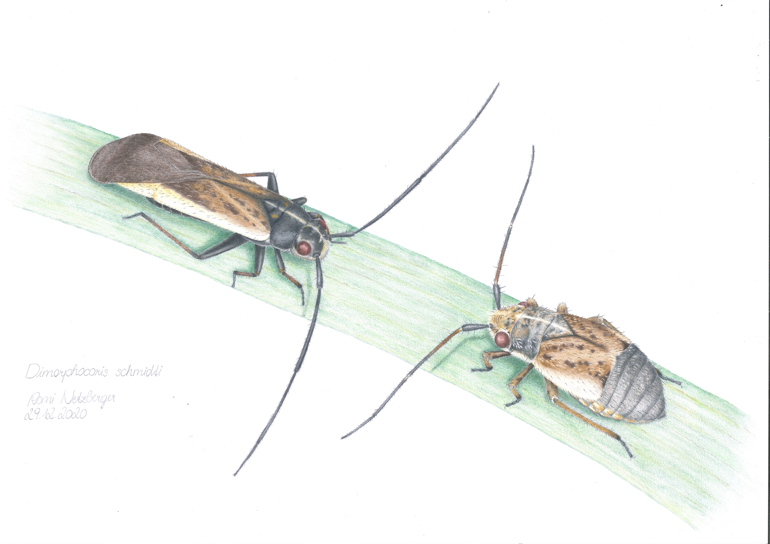 Wissenschaftliche Illustrationen endemischer Arten im Nationalpark Gesäuse